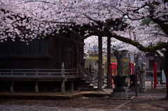 祐天寺の静かな春