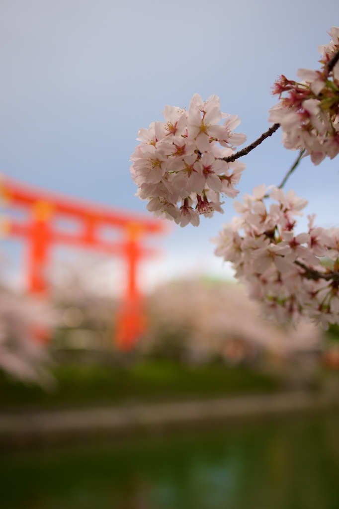 古都桜