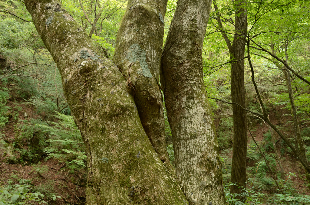 ここからこう？（御岳山）