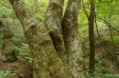 ここからこう？（御岳山）