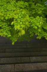 雨と石段と青紅葉