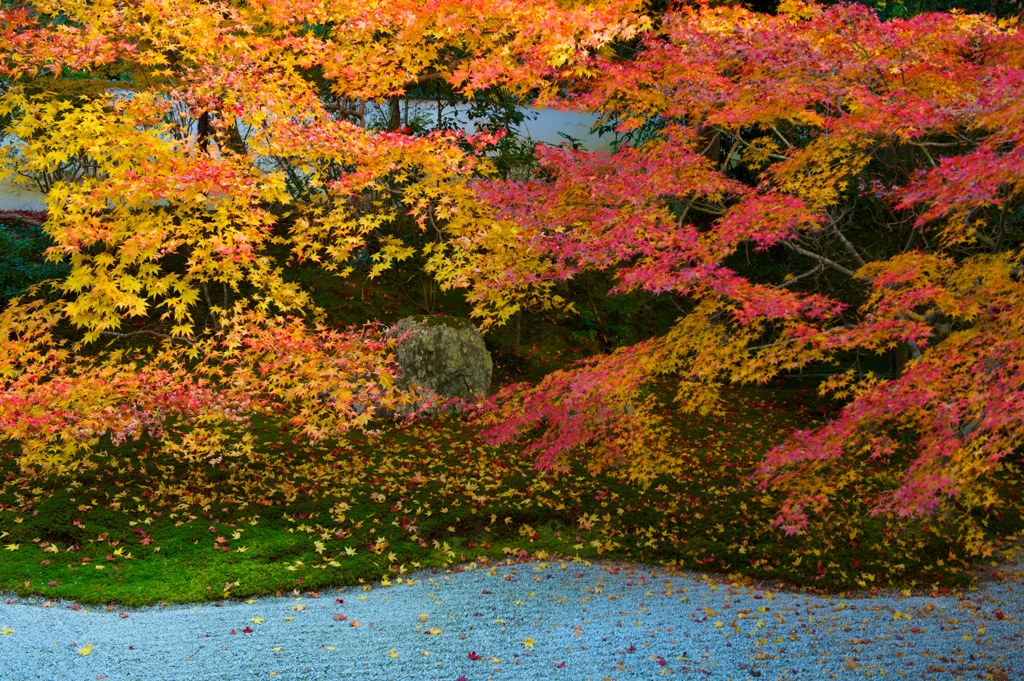 京紅葉
