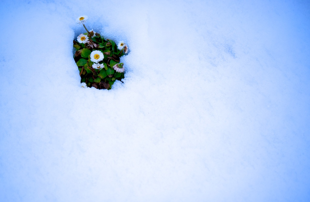 花と雪