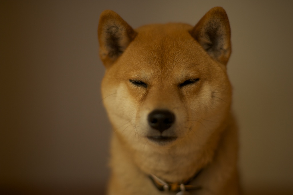 Portrait of a Dog 