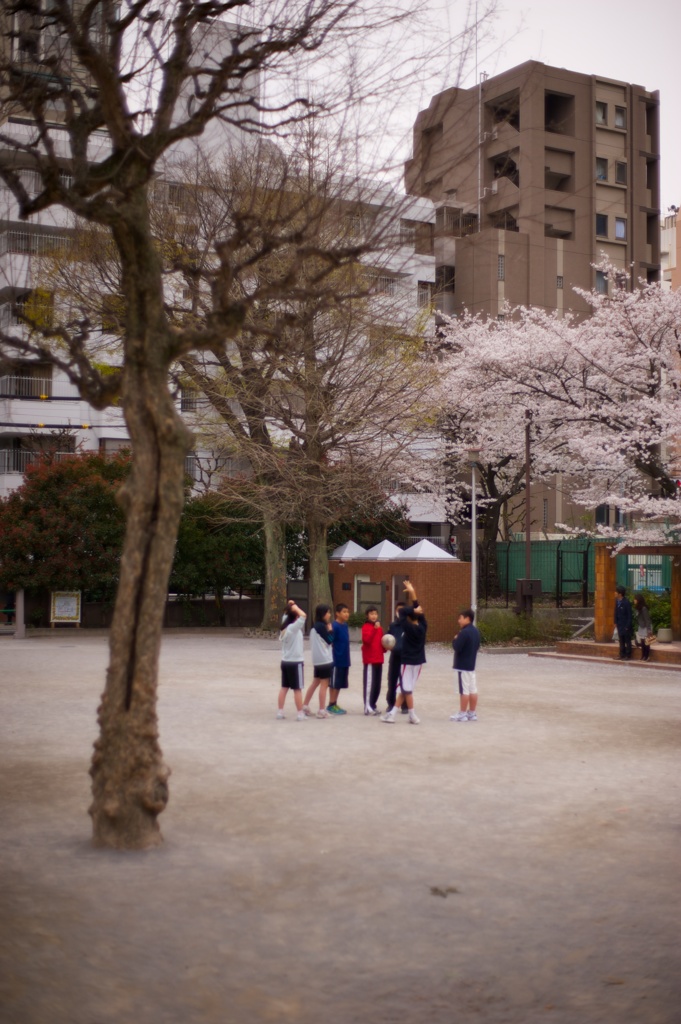 サクラ咲く公園で