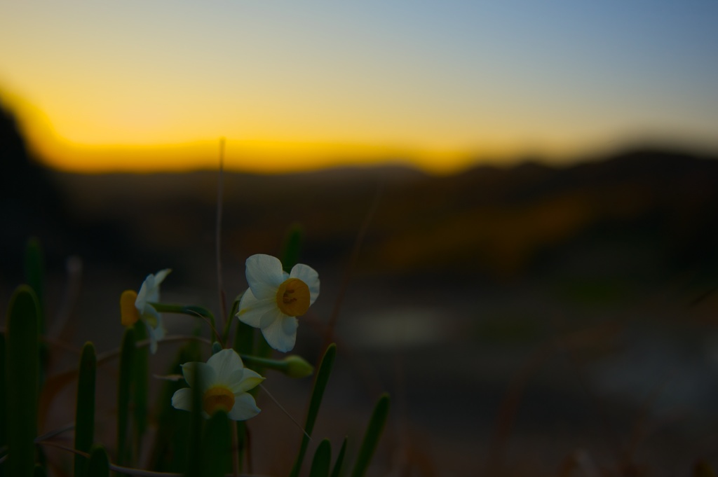 水仙咲く丘