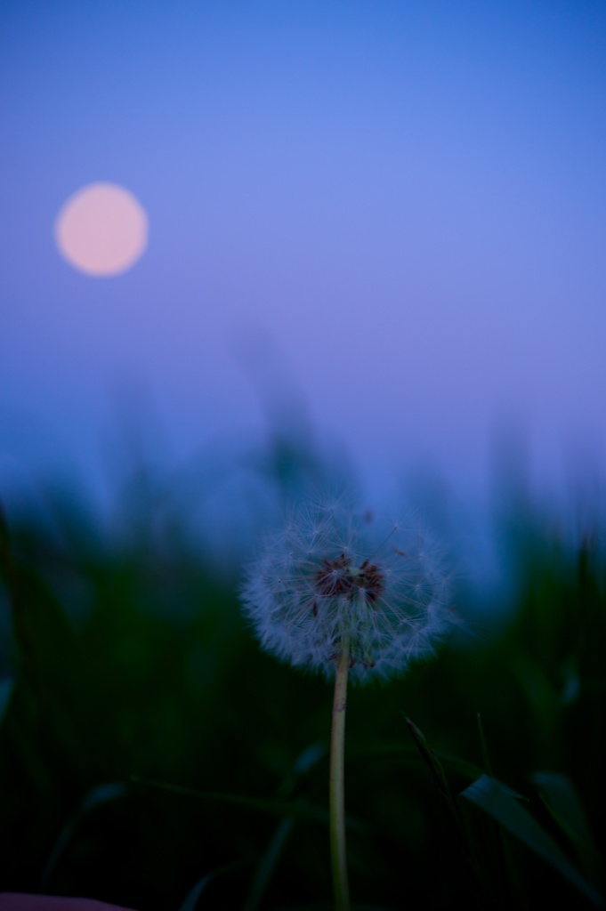 Under the moon light