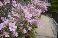 道花（御岳山）