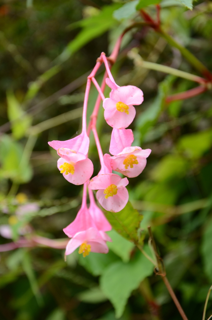 お好きに・・（御岳山）