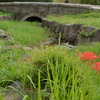 彼岸（長津川親水公園）