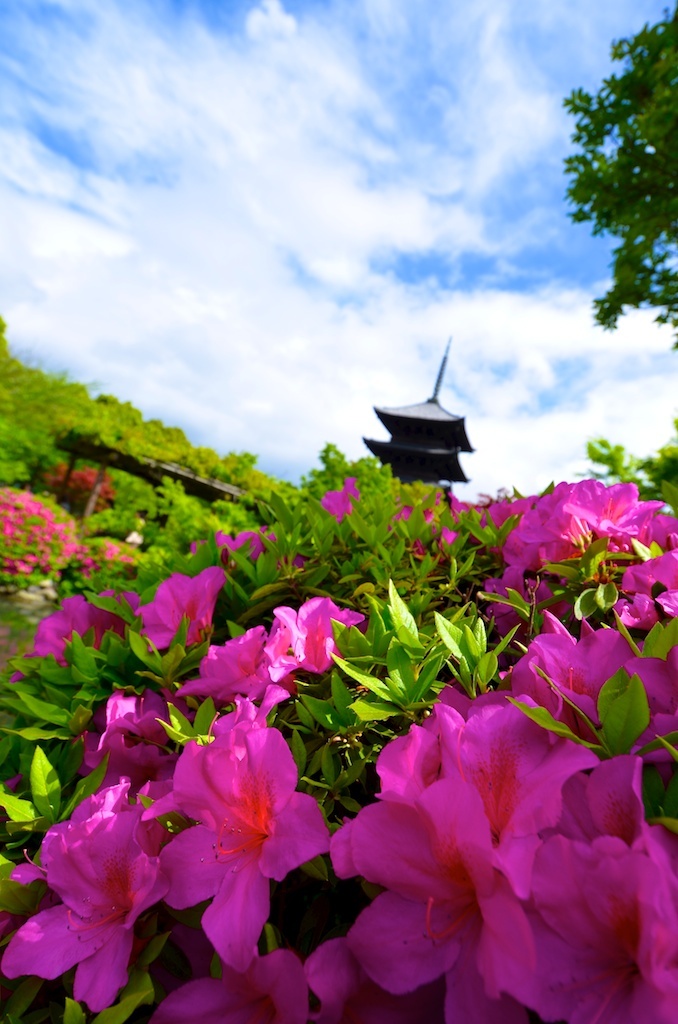 京都 東寺 五月
