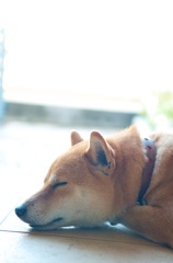 微睡みの午後
