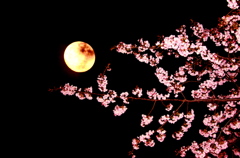 月酔桜