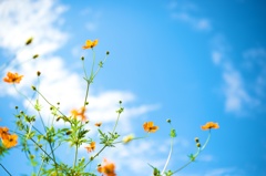 キバナコスモスの空