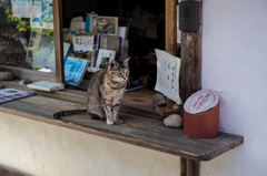 拝観受付の猫