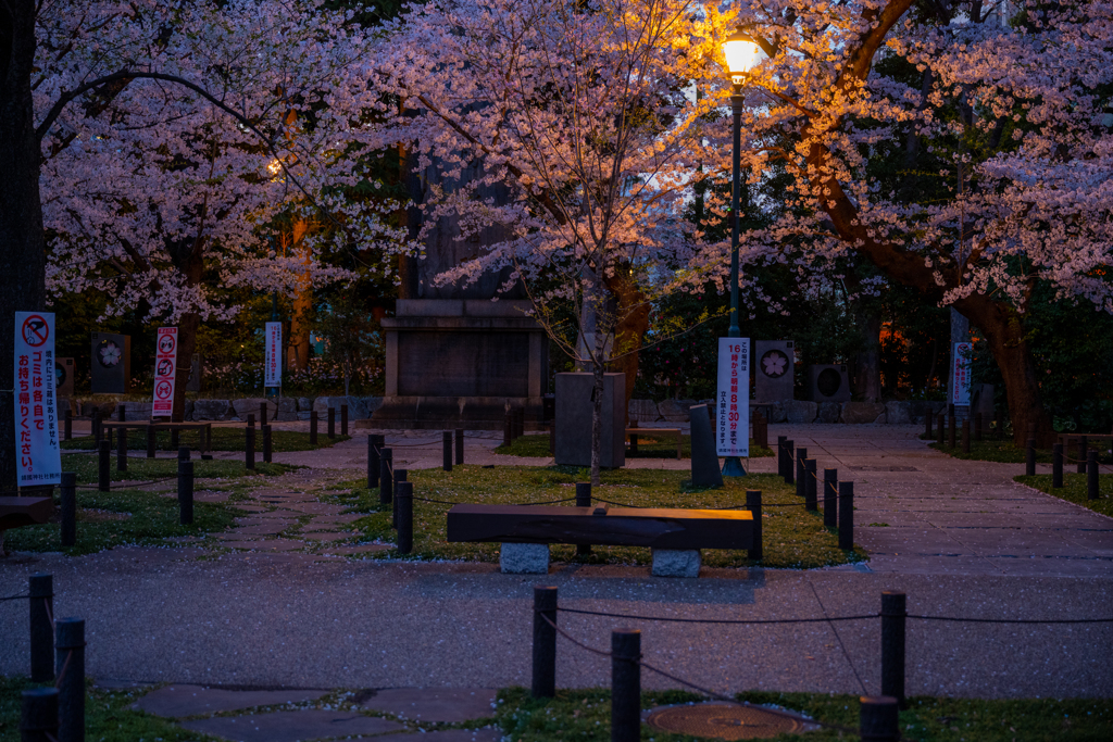 夜桜静景