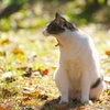 サバトラ白猫