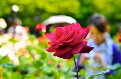 薔薇を貴方へ