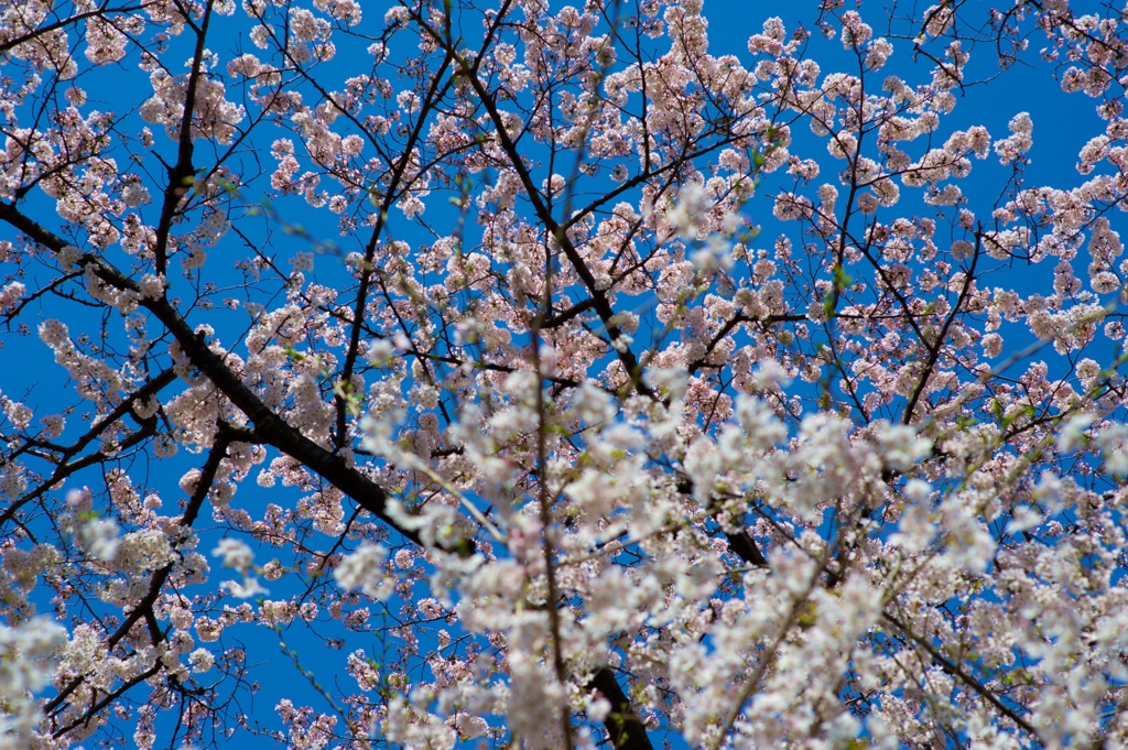 桜色に包まれて