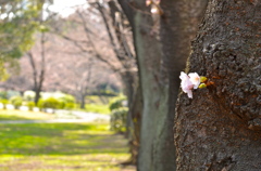 さり気ない開花