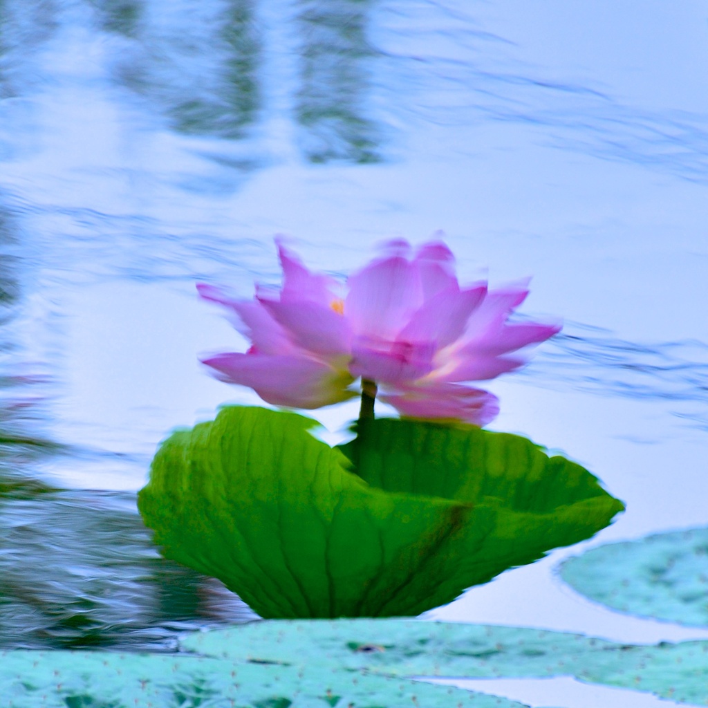 蓮華の誘惑