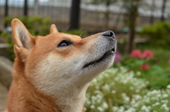 我思う（柴犬ハク　自宅にて）
