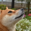 我思う（柴犬ハク　自宅にて）