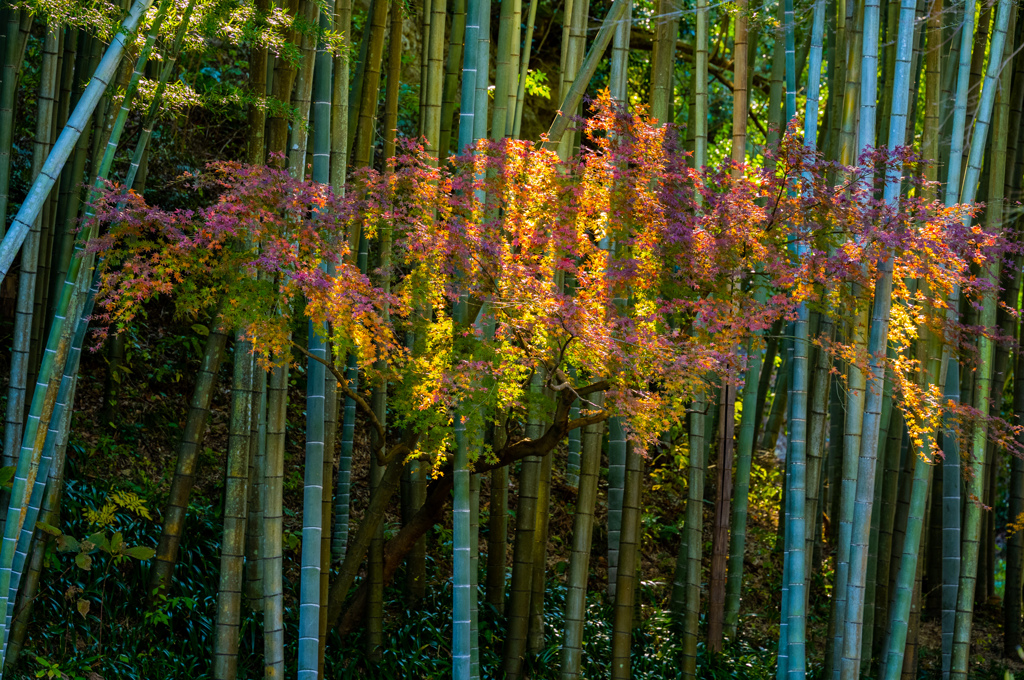 竹林と紅葉