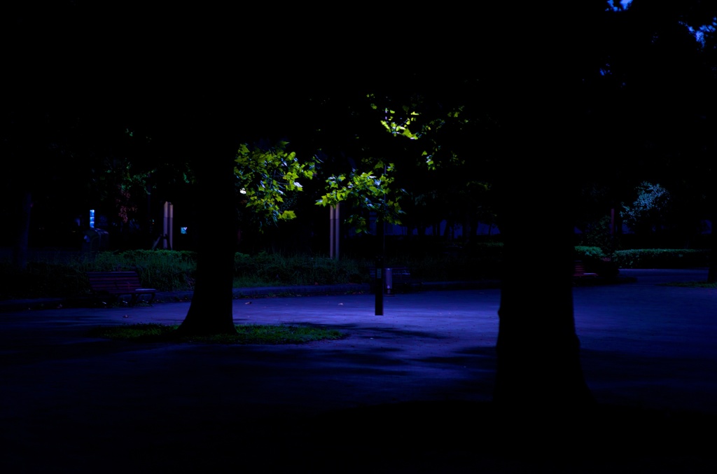 公園の明かり