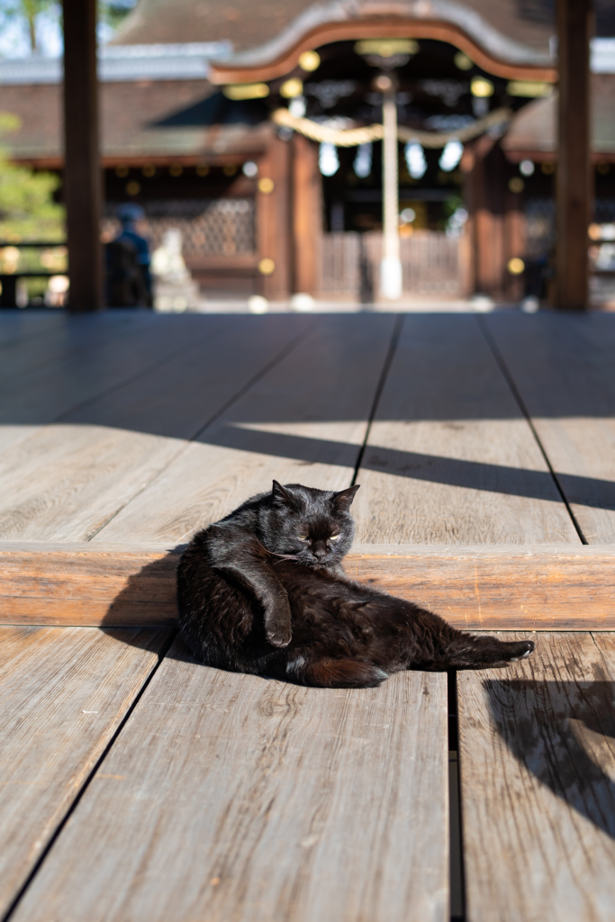 神社猫