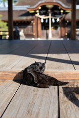 神社猫