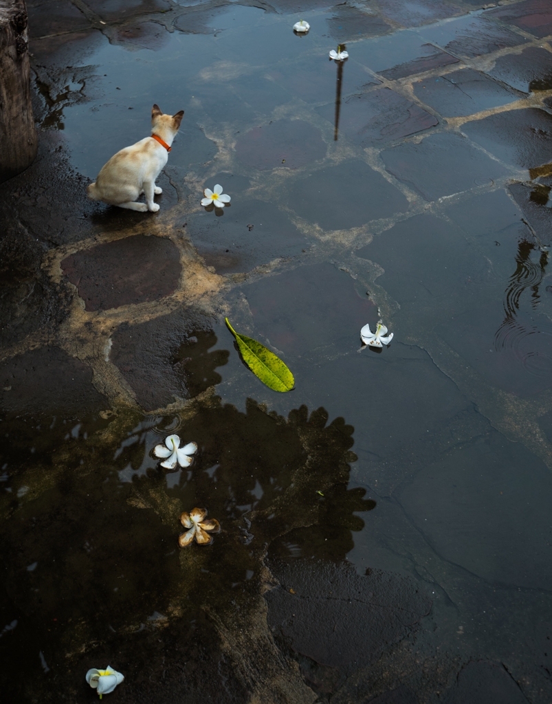 猫と雨の日