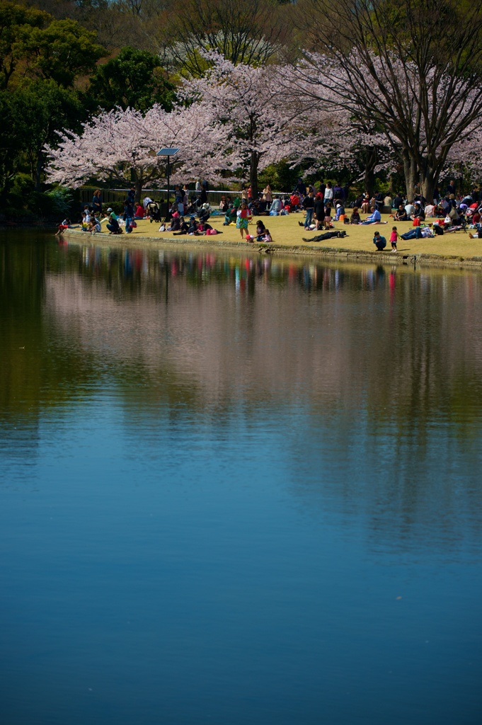 桜の樹の下