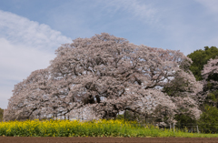 山桜