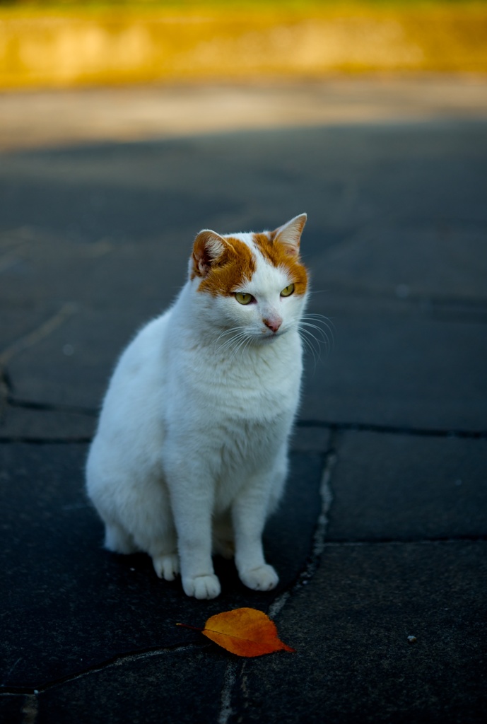 黄昏ねこ