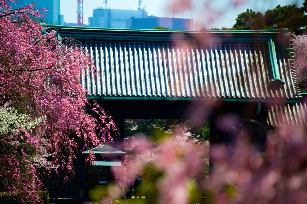 皇居乾門の桜