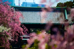 皇居乾門の桜