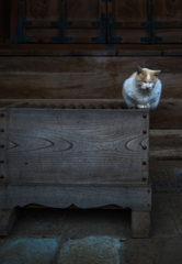 薬師堂の猫