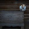 薬師堂の猫