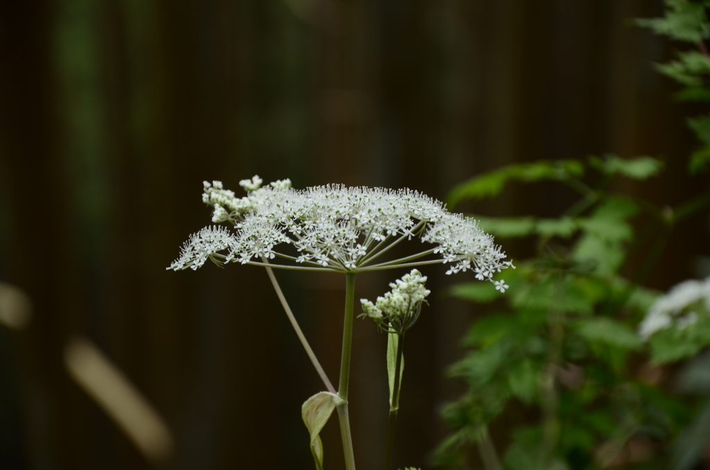 凛　（御岳山）