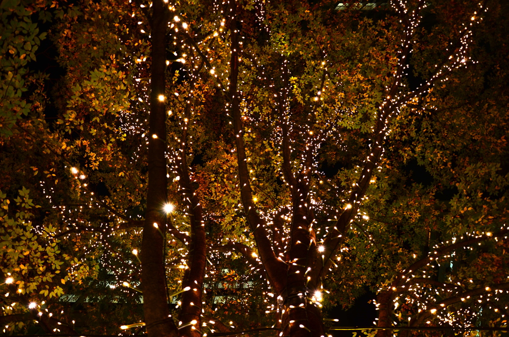 紅葉の瞬き