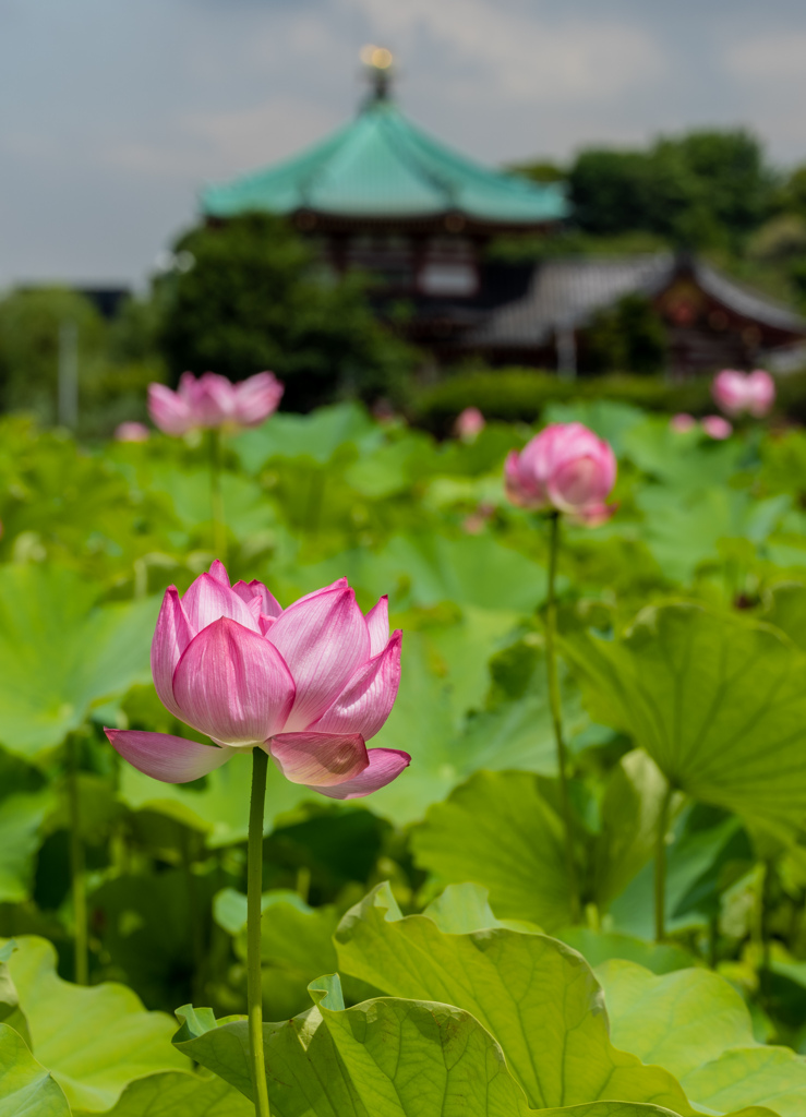 夏の祈り