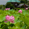 夏の祈り