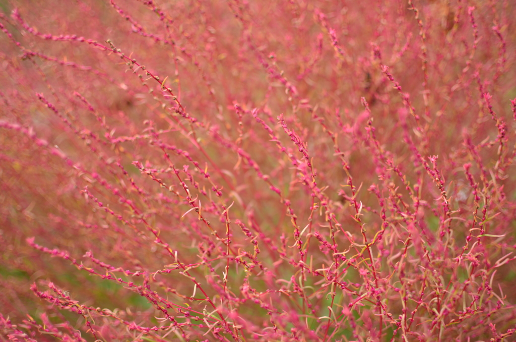 鮮（長津川親水公園）