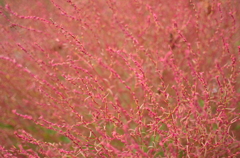 鮮（長津川親水公園）