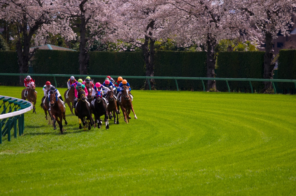 桜咲く最終コーナー