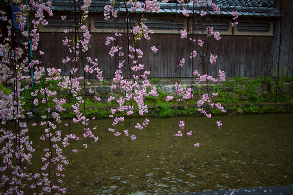 祇園の桜