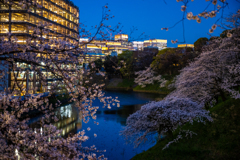 桜 TOKYO