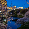 桜 TOKYO