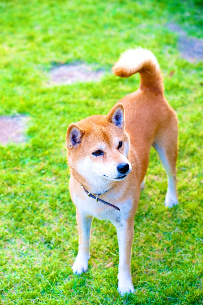 柴犬日和